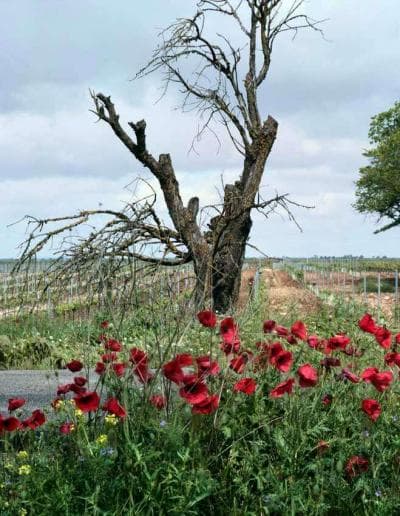 Ein toter Baum inmitten eines Feldes voller roter Blumen.