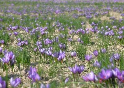 Auf einem Feld wachsen violette Safranblüten.