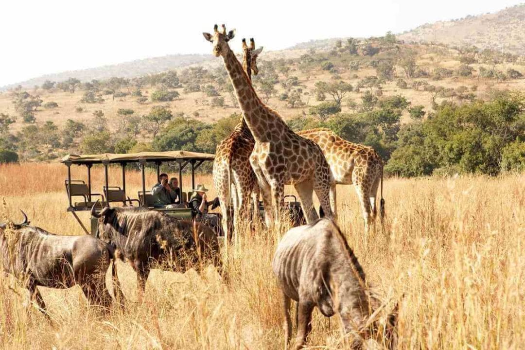 sued afrika safari