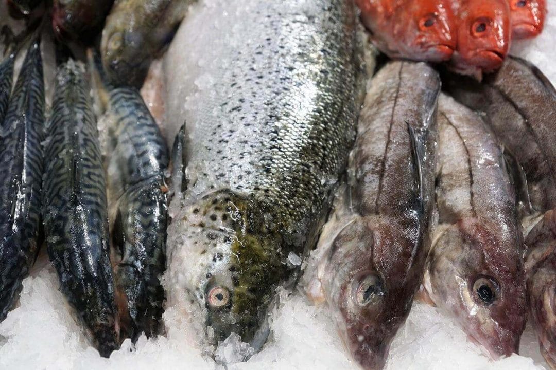 fisch kaufen
