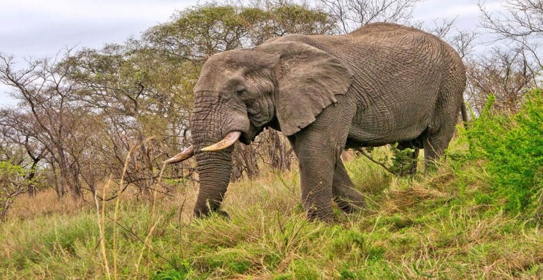 african elephant kruger national park south afri 2021 12 17 14 31 16 utc