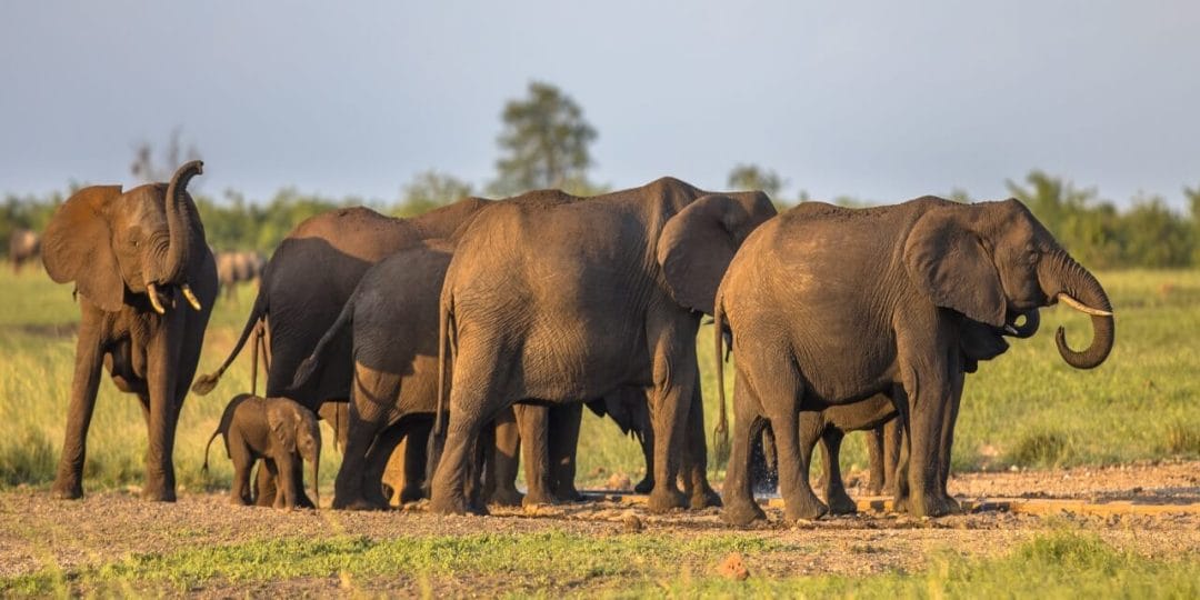 african elephants group 2021 08 26 16 38 21 utc