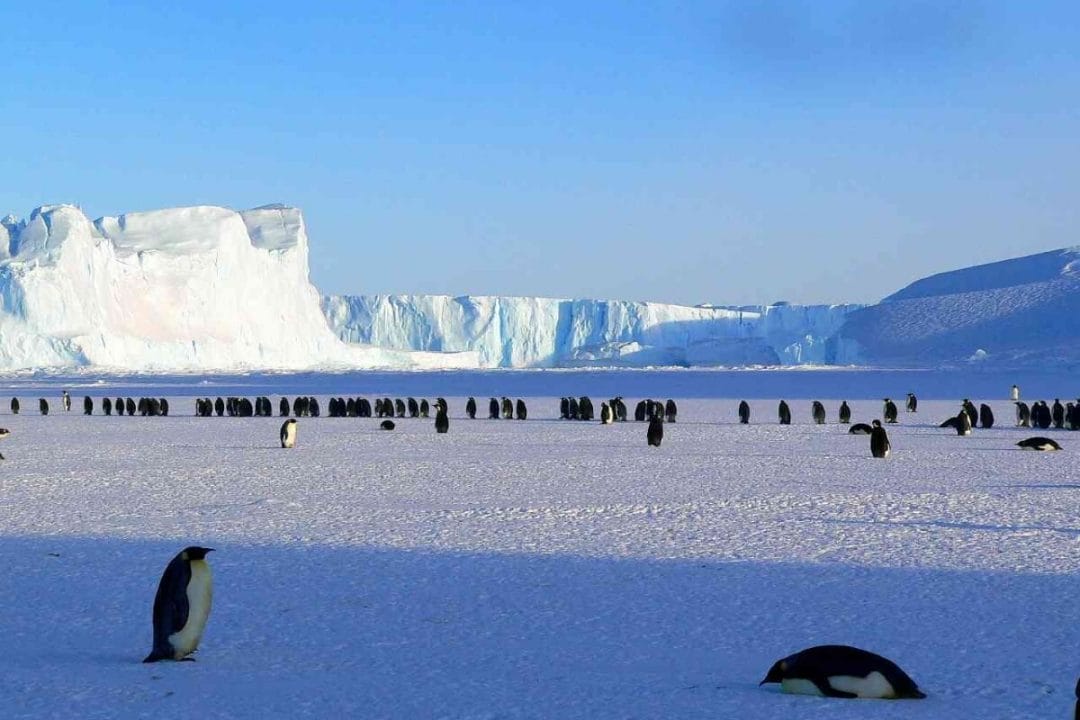 antarktis reise buchen 1